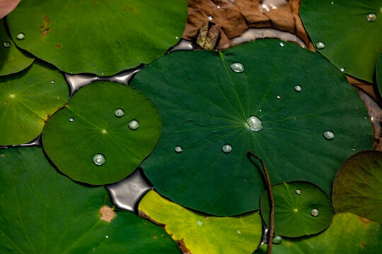 Water droplet on a vibrant lotus leaf