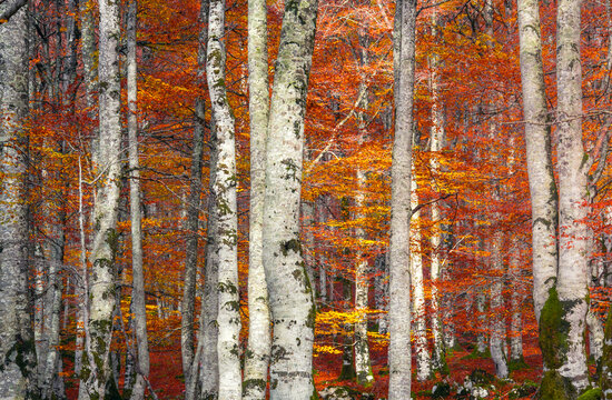 The dense beech trees of Urbasa create a vivid tapestry of autumnal reds and oranges, a stunning display of nature's seasonal artistry