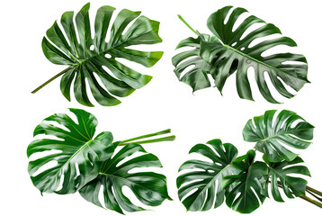 Fototapeta na wymiar Monstera deliciosa leaf isolated on a transparent background