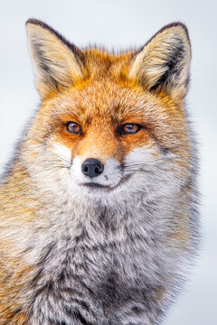 A stunning portrait of a Red Fox, capturing the intensity of its gaze and the rich texture of its fur against a stark white backdrop