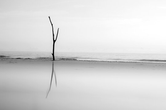 An evocative monochrome capture of a single tree standing against the vastness of the seashore at Delta del Ebro, mirrored in water