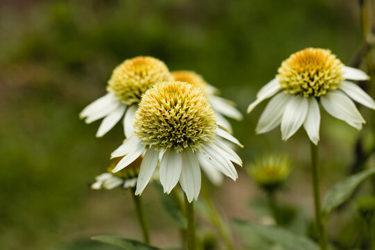 Echinacea purpurea 'Milkshake' conflower blooming in the summer months