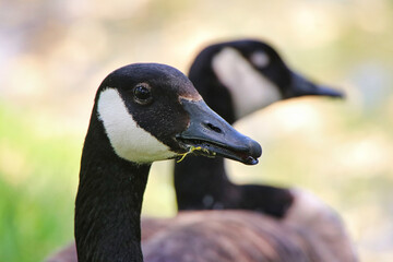 Close up of a pair of Canada Geese on a warm sunny day
