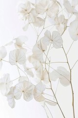 A vase filled with white flowers on top of a table. Barely there florals on white background. White lunaria flowers