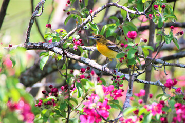 Female Baltimore Oriole perched on the branch of a crabapple tree with pink blossoms in spring, mid may at the Dominion Arboretum,Ottawa,Ontario,Canada