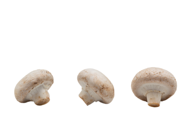 Three natural white mushrooms without background, lying in a row in different directions. Horizontal. For text. Photo in high quality