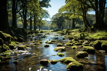 A river flowing through a wooded area with trees and rocks