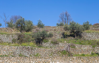 Terraced olive tree cultivation in mountain areas