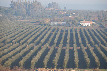 Olive grove landscape a foggy morning