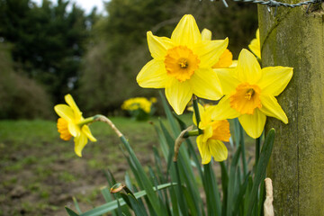 Obraz premium Daffodils growing near a post in a muddy field
