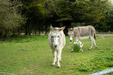 Fototapeta premium Two donkeys in their field with a bunch of daffodils