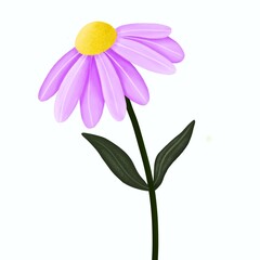 Single purple cosmos flower 