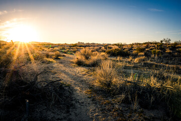 Yucca trees and rock formations on a trail in Joshua Tree National Park, California.