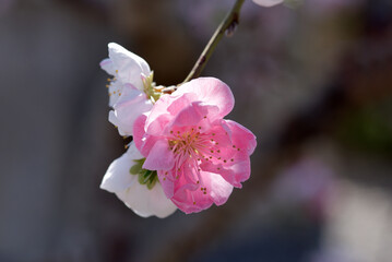 Obraz premium 花桃