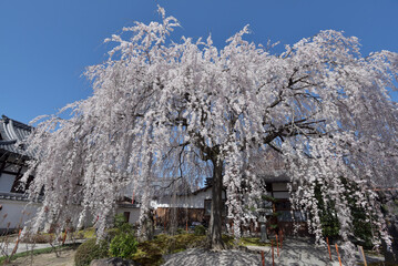 本満寺　枝垂れ桜　京都市上京区