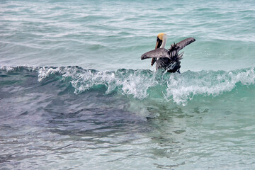 Pelicanos en Canc&uacute;n, M&eacute;xico.