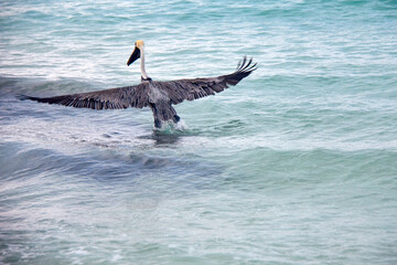 Fototapeta premium Pelicanos en Cancún, México.