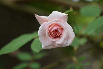 A fresh rose