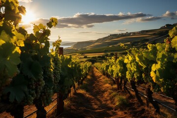 Sun setting behind vineyard with ripe grapes in natural landscape - obrazy, fototapety, plakaty