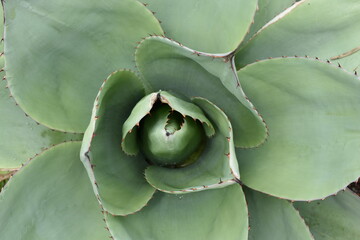 Agave