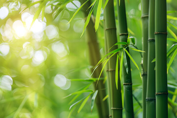 Fototapeta premium Bamboo forest background, bamboo wallpaper, forest background, nature background