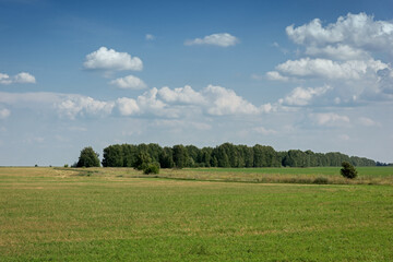 Fototapeta premium Rural summer landscape - a forest on the horizon, a farmer's field with a road going beyond the horizon