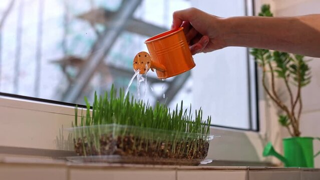 A man waters sprouted wheat with an orange watering can.