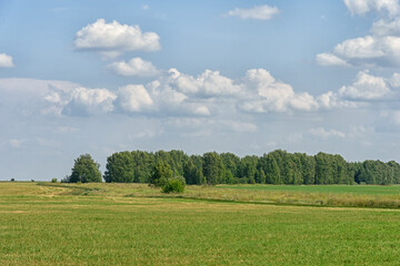 Rural summer landscape - a forest on the horizon, a farmer's field with a road going beyond the horizon