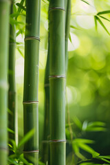 Bamboo forest background, bamboo wallpaper, forest background, nature background