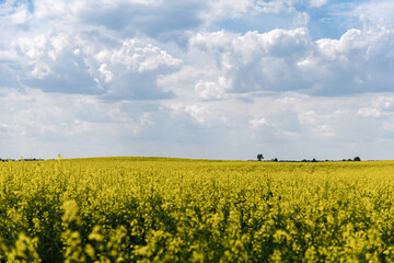 Beautiful natural summer landscape - rapeseed yellow field under blue cloudy sky, distant horizon, wide angle shooting, horizon infinity