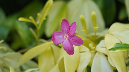 Ravenia spectabilis (Lemonia spectabilis, Ravenia rosea) variegated is an ornamental shrub produces bright pink flattened flowers