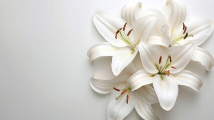 Funeral lily on white background with expansive area for artistic text placement