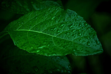 leaf with water drops