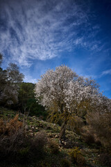 Spain Andalucia spring surrounding lonely tree mountains clouds tunnel