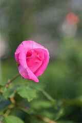 Delicate fragile pink rose bud on a green background of the park, in the garden - rose garden, gardening, floristry, bokeh effect, selective focus, blurred background, blurred, bokeh