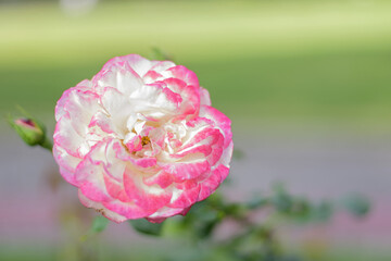 Delicate white rose with a pink tint on a green bush in a park garden - rose garden, gardening, floristry, bokeh effect, selective focus, blurred background, blurred, bokeh