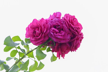 Large scarlet variegated roses against the blue sky in the park - rose garden, gardening, floristry, bokeh effect, selective focus, blurred background, blurred, bokeh