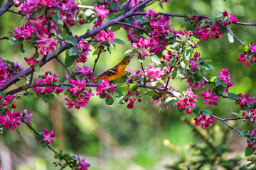 Female Baltimore Oriole warbles while sitting on the branch of a crabapple tree with pink blossoms...