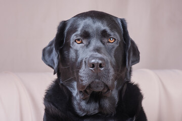Portrait of a black adult dog. Labrador retriever on a beige background. A pet, an animal.