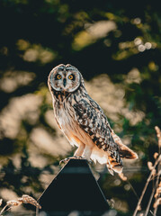owl (Asio flammeus) standing in a wooden fence post at the afternoon, looking straight to the camera