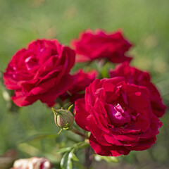Luxurious scarlet red roses on bushes in the garden, rose garden, gardening - vertical view, , bokeh effect, selective focus, blurred background