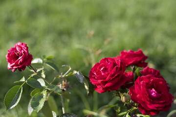Luxurious scarlet red roses on bushes in the garden, rose garden, gardening - vertical view, , bokeh effect, selective focus, blurred background