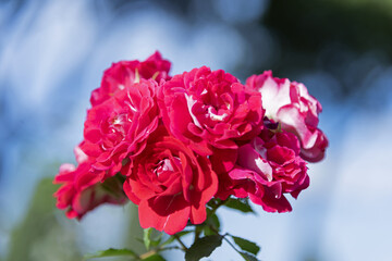 Large scarlet variegated roses against the blue sky in the park - rose garden, gardening, floristry, bokeh effect, selective focus, blurred background, blurred, bokeh