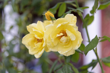 Large yellow roses on green vines in the garden, rose garden, horticulture - vertical view, bokeh effect, selective focus, blurred background