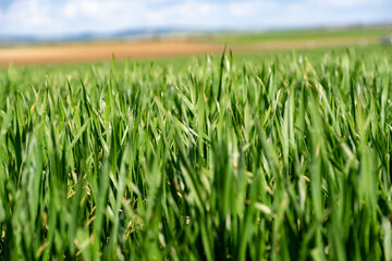 herbe verte, jeune pousse de blé
