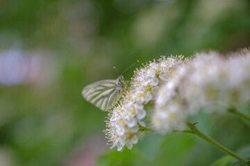 White butterfly sits on an inflorescence of white elderberry flowers - close-up, soft focus, bokeh effect, blurred background