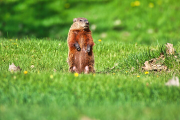 Groundhog, common rodent family species also called Marmota Manox on the grounds of the Dominion Arboretum park in Ottawa,Ontario,Canada