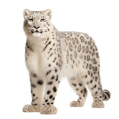 leopard cub on white background
