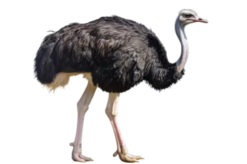 Fotobehang Cute Ostrich Isolated on a Transparent Background. © rzrstudio