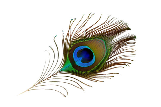Peacock Feather Isolated on a Transparent Background.